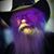 Donald Malidore's profile image