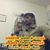 Vijay Vijay's profile image