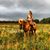 Sophie Rosalind's profile image