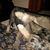 Denise B. Harris's profile image