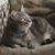 Karen Hill Russell's profile image
