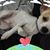 Joey Villalongo's profile image
