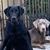 Jeanne A Dhillon-Aguilar's profile image