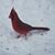 Carole Dahood's profile image
