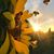 Dawn Steelman's profile image