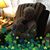 Paula Sims's profile image