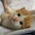 Donna Fazio's profile image