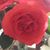 Nicole Johnson-Stubblefield's profile image