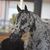 Charlene Shingleton's profile image