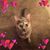 Lori Corso's profile image