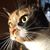Lisa West's profile image
