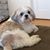 Debbi Sheehy de Bara's profile image