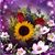 Melissa Bifulco's profile image