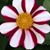Twila Moon Collins's profile image