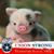 Julie Brunswick Wichlac's profile image