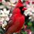 Stephanie Carney Barron's profile image