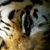 Dianne Garrison's profile image