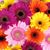 Lorie Johnson Barker's profile image