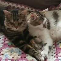 Donna J King's profile image