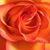 Cathy Forney's profile image