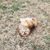 Soni B Wannabcollie's profile image