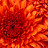 HELLO's profile image