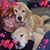 Sharon Taglienti's profile image