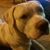 Rob Dodig's profile image