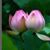 Amornlux Srisavade's profile image