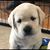 Cheri Fisher's profile image