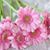 Sarah Van Duzer Gilbreaith's profile image