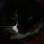 Peter Dotoli's profile image
