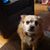 Lisa Schifferdecker's profile image