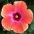 Delia Uranga's profile image