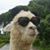 Sandy Kovacs Knopp's profile image