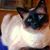 Peggy L Cranston's profile image
