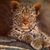 Gail Cook's profile image