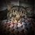 Stephanie Ronk's profile image