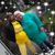 Sylvia Green's profile image