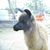 Georgina Ohline Minto's profile image