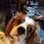 Becky Absher's profile image