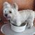 Darla Lorenson's profile image