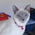 Sherry Shadle's profile image