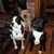 Janet Shyer Fried's profile image