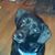 Sharon Morin's profile image