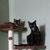 Angie Huckleby's profile image