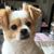 Rosanne Cozzo-La Calamita's profile image