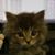 Linda Porter Himes's profile image