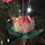Narda Carlson's profile image