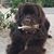 Jennifer Tosi Campbell's profile image